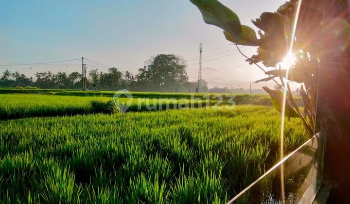 For Rent Villa Rice Field View 10 Menutes From Sentral Ubud Gianyar Bali