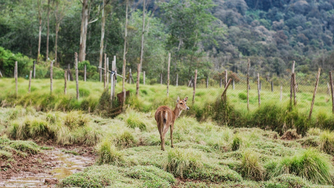 Ranca Upas Camping Ground