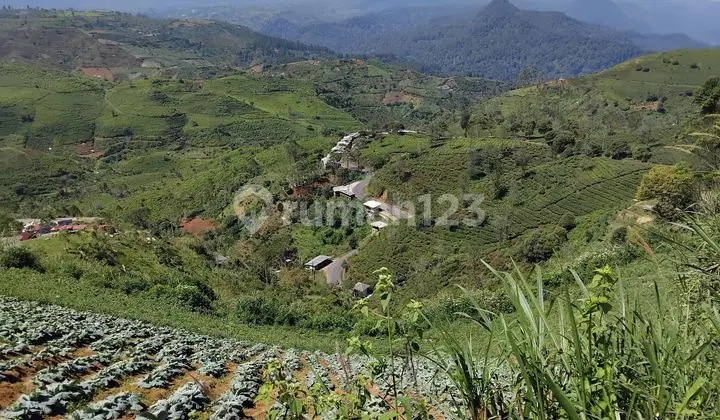 foto lainnya tanah kavling perkebunan 10ha cocok