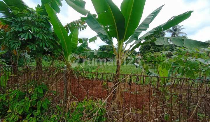 foto lainnya dijual tanah murah luas 1500