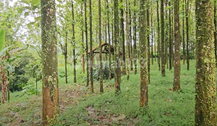 tampak depan jual kebun jati platinum 1500