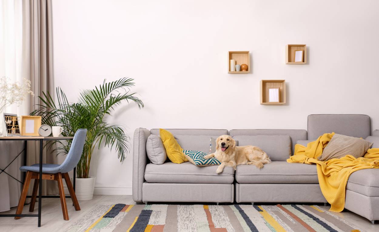 8 Top Pet-Friendly Apartments in Jakarta Starting from IDR 400 Million