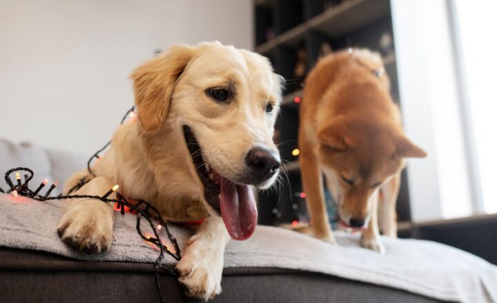 pet ownership rules in indonesia for expats