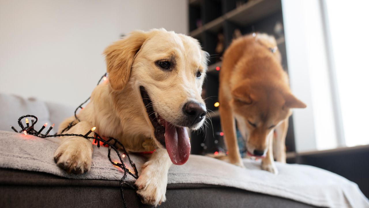 Understanding Pet Ownership Rules in Indonesia for Expats 1 pet ownership rules in indonesia for expats