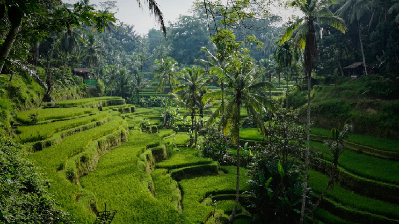 Best Areas for Long-Term Stay in Bali 3 persawahan bali