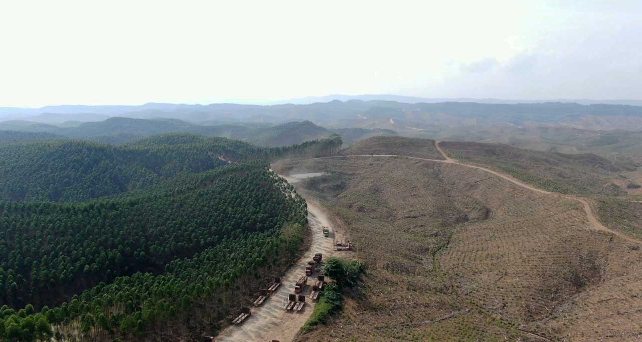 skema pengembangan hutan minyak atsiri ikn