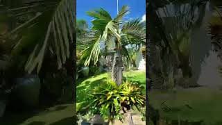 Luxury Villa Umalas dengan Taman Luas View Sawah