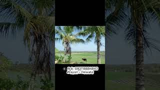For Sale Rice Field Land with Sea and Hill Views in Balian Beach