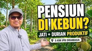 Jual Kebun Jati Platinum 1500 Pohon, 100 Durian Musang King Dekat Ipb Dramaga Bogor