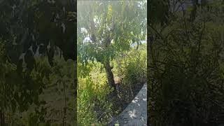 For Sale The Most Cheap Land In Amed Area Ocean View