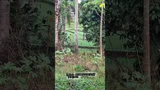 For Sale: Productive Garden Land with Rice Field View, Cool Environment