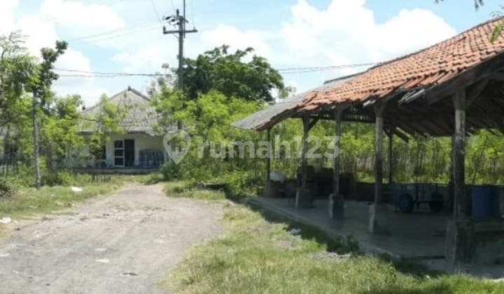 Tambak Udang Produktif Banyuwangi dekat laut