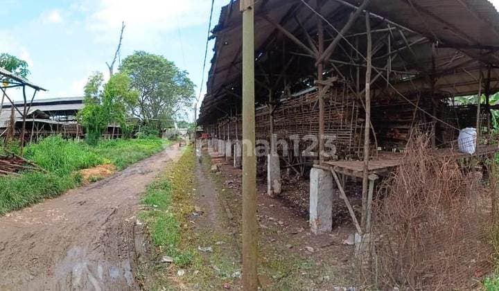 Laying Chicken Farm in Kemiri Village, Mauk Subdistrict, Tangerang