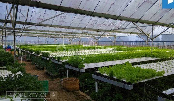 Dijual Gudang dan Greenhouse Sayuran Hidroponik di Lembang SHM