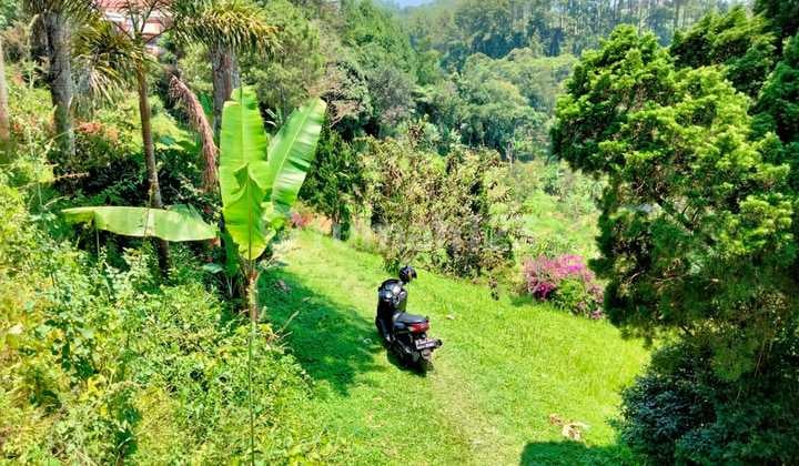 Tanah Kavling Cocok Buat Villa Dgn Kontur Tanah Berundak Undak di Cisarua Puncak Bogor Disekitarnya Sdh Banyak Villa 2 Dibangun .jadi Sangat Cocok Buat Tempat Istirahat Dan Resort Jual Dibawah Pasaran