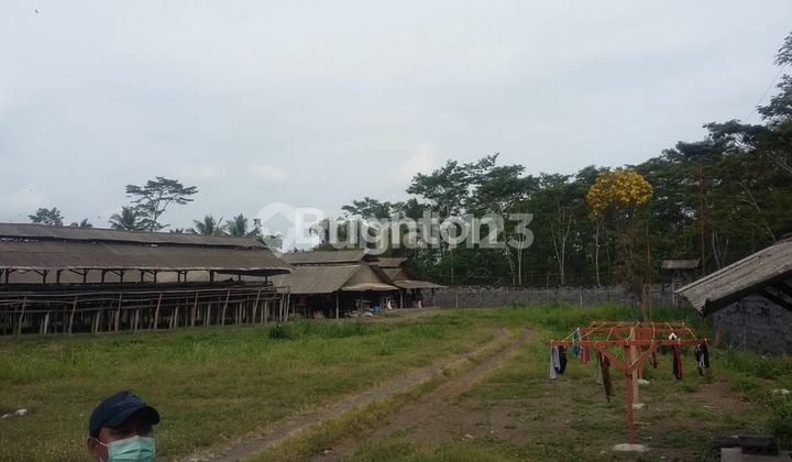 TEMPAT ATAU LAHAN LANGKA COCOK UNTUK PETERNAKAN AYAM DI DAERAH KERTOSARI LUMAJANG