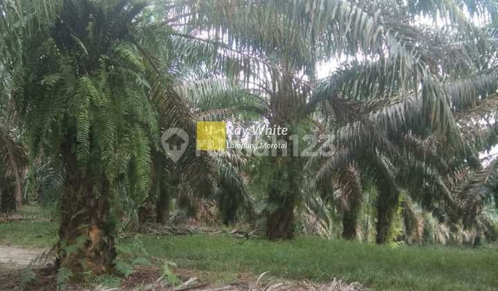 100 Hectare Palm Oil Plantation in Way Kanan