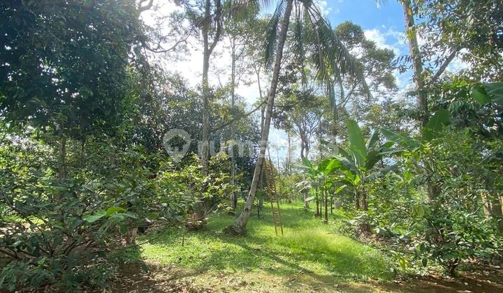 LAHAN DAN RUMAH KEBUN ASRI DI CARIU BOGOR
