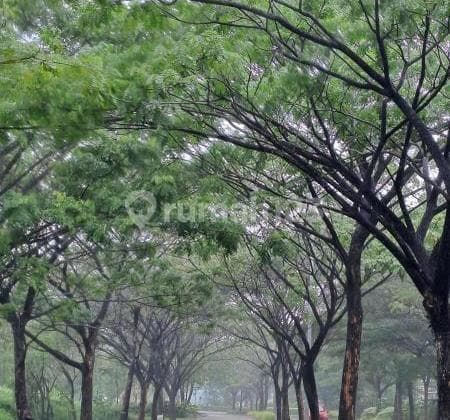 Jardin Arcadia Signature Forest Hill Residence