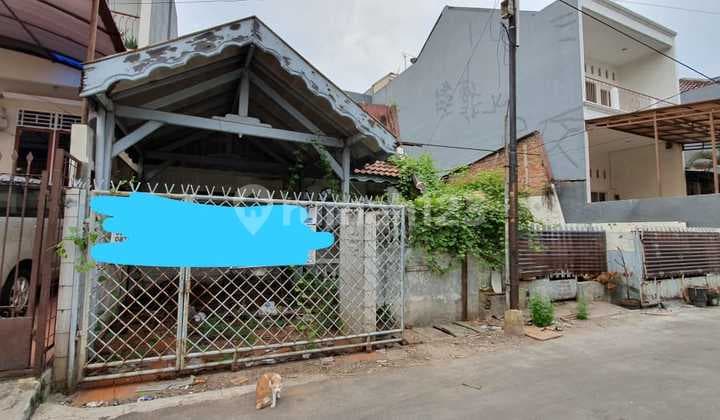 CEPAT!! MURAH!! KELAPA MOLEK HANYA HITUNG TANAH