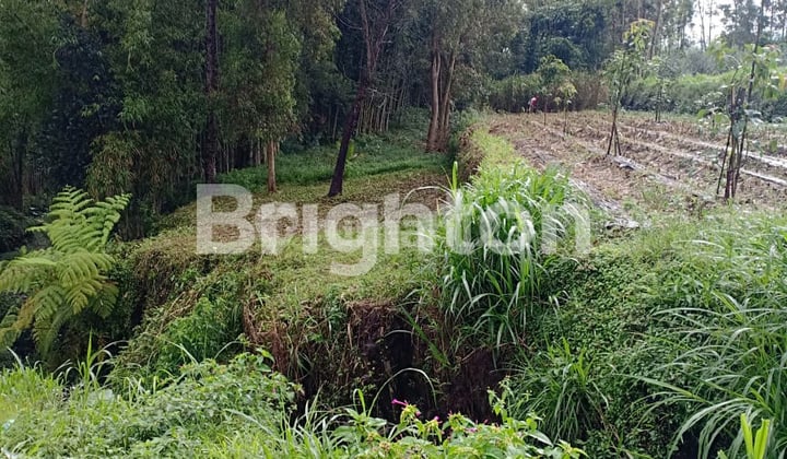 di PUJON KIDUL, Malang