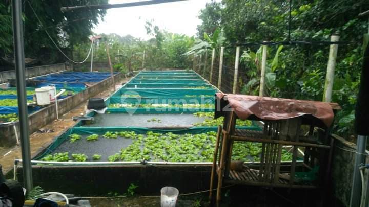 Jual Rumah dan Kolam Ikan, Bogor