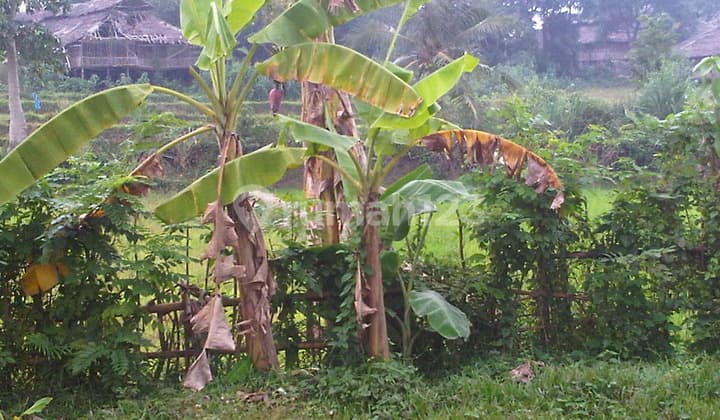 Dijual Murah Tanah Kebun di Tanjung Lesung Pandeglang