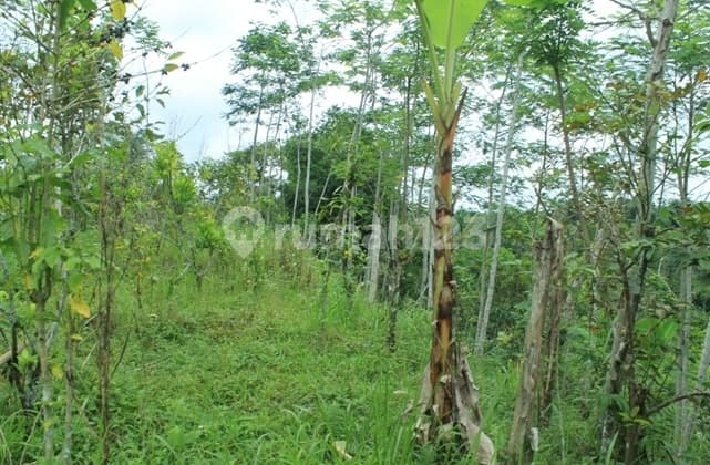 Tanah Di Jual Cepat Kintamani Bali