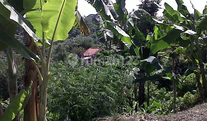 Tanah sayap setia Budi siap bangun.