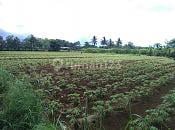 Tanah Strategis Cinangneng Dekat Jalan Raya Provinsi Ciampea