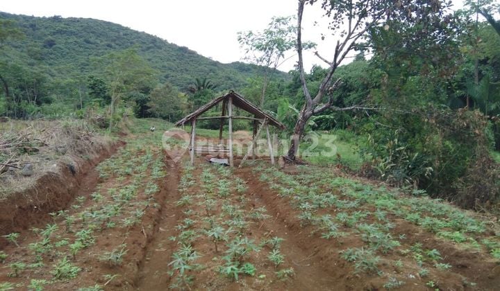 Fertile Garden Land Near Ciampea Shooting Range, Bogor