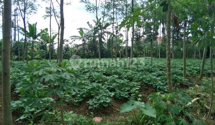 Tanah Strategis Untuk Kost Cibanteng Dekat Kampus IPB