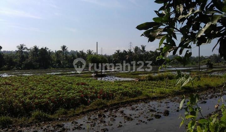 Tanah Dijual, Luas 2.000m2, View Sawah, Shm, Batuan, Ubud, Bali