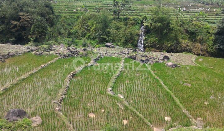 Tanah Sawah Murah Subur Samping Sungai Tenjolaya Bogor