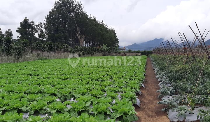 Tanah datar dengan view indah Cibodas Lembang