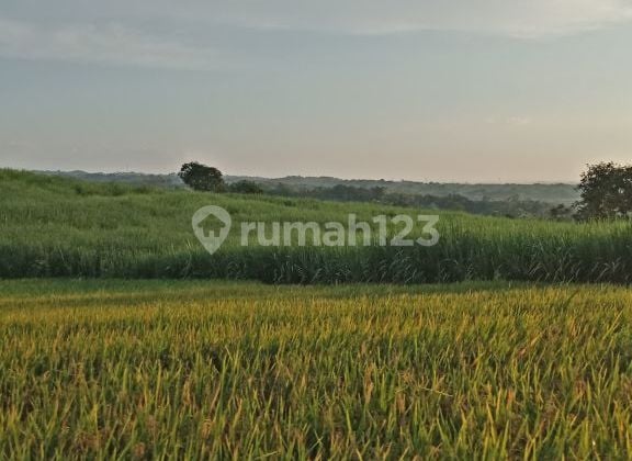 CHEAP Full Land Shared Border Wonosalam Jombang NOL Main Road CHEAP Full Land Shared Border Wonosalam Jombang NOL Main Road