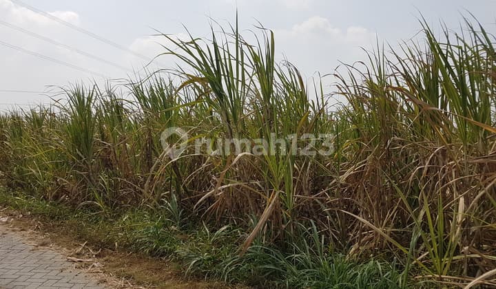 Sugarcane Plantation Land, Ngimbang, Lamongan, Cheap, Negotiable