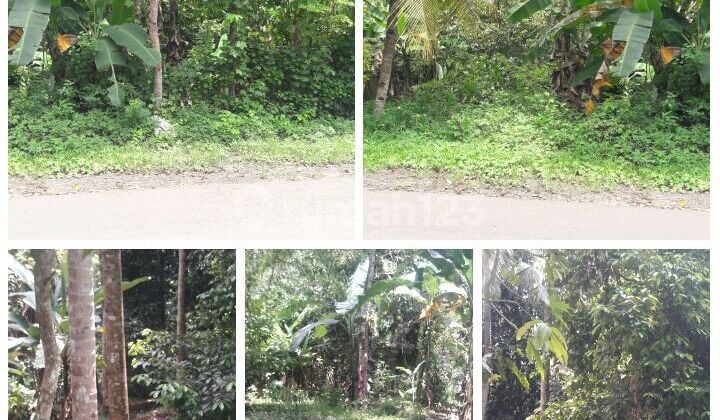 Tanah Cinangka Tanah Cinangka