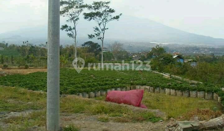 View Bagus Dekat Dengan Lumbung Strawberry Batu