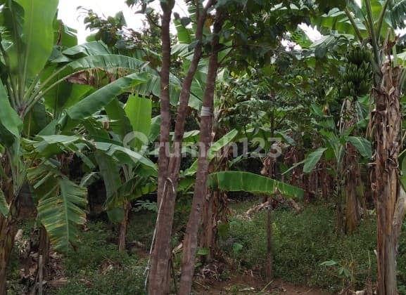 TANAH SENTUL CIJAYANTI BOGOR