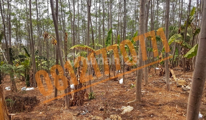 Tanah Peternakan Ayam Pucangrejo, Wonosalam, Jombang