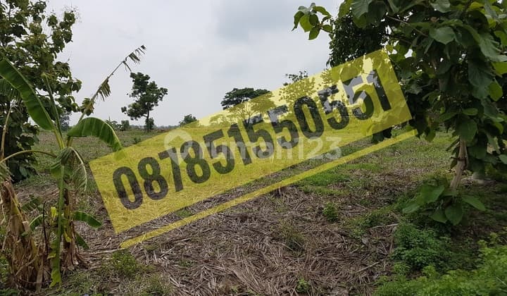 Tanah Industri Dumpiagung, Mantup, Lamongan