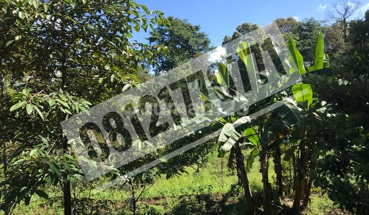 Tanah di Jalan Trawas Mojosari, Luas, Murah