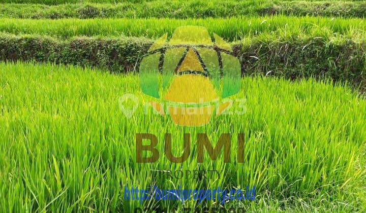 Tanah Murah Lokasi Karanganyar