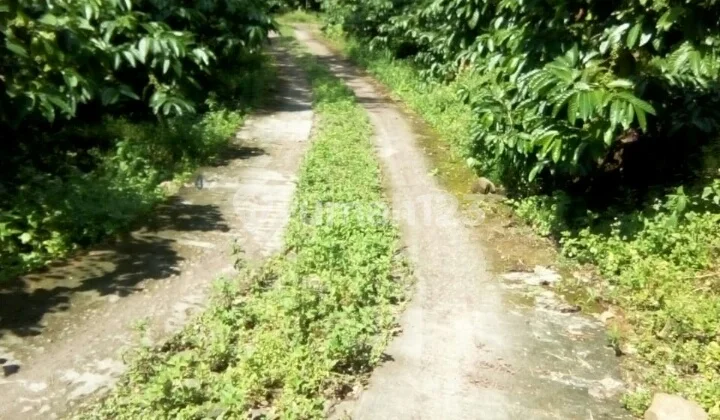 Tanah jebun Kopi, albasiah, Mata Aur