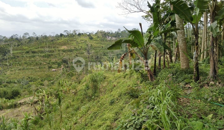 Tanah Agrowisata Katung Bangli