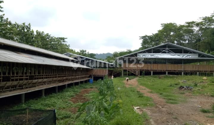 Dijual Cepat Tanah dan Peternakan di Tanjungsari Kabupaten Bogor