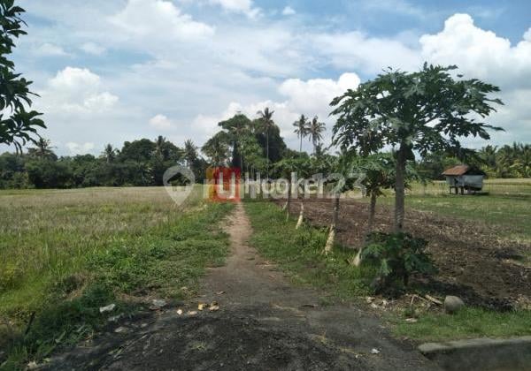 Tanah Area Ubud Jl. Raya Lodtunduh Gg. Tunjung