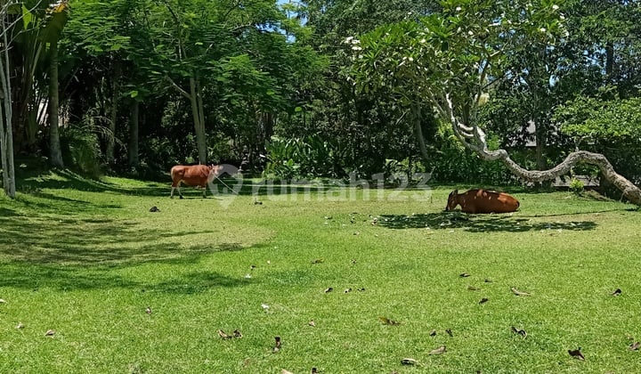 Ubud land
