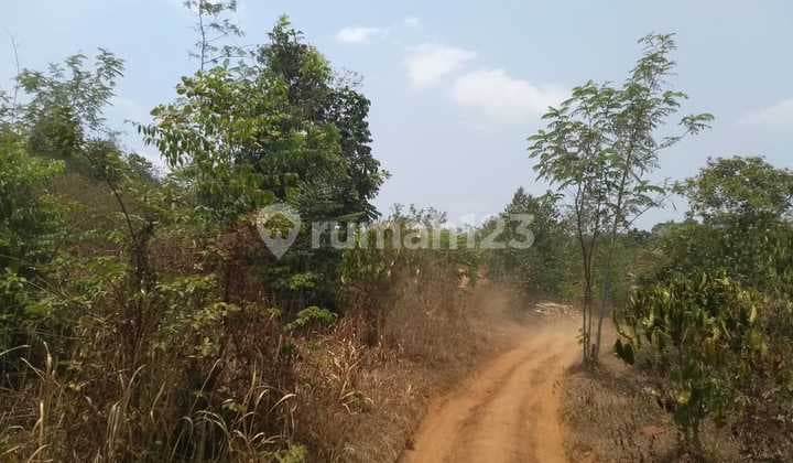 Tanah Kebon Manggis kwalitas export, Purwakarta Jawa Barat